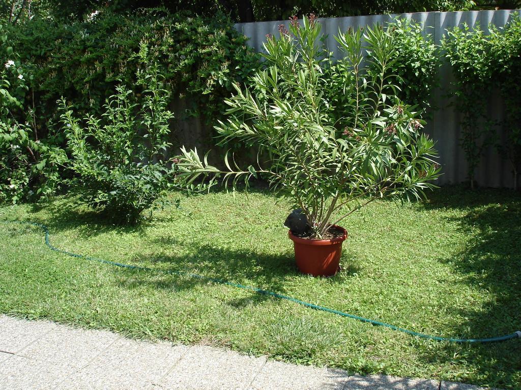 Liza Apartman Gyula Rom bilde